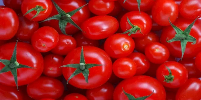أسعار الخضروات والفواكه بمنفذ الوحدة المحلية بباريس في الوادي الجديد