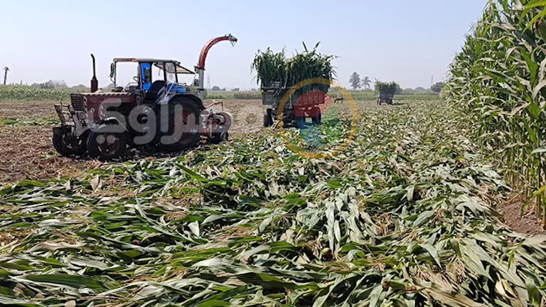 بعد موسم شاق.. انطلاق حصاد الذرة الشامية في المنيا | ضي النهار بعد موسم شاق.. انطلاق حصاد الذرة الشامية في المنيا