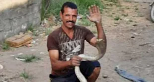بـ"فردة شبشب".. شاب بالفيوم يواجه كوبرا سامة وينقذ قريته (صور)