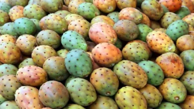 حقول الظهير الصحراوي بالمنيا تواصل حصاد التين الشوكي
