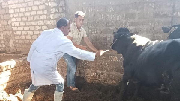 حقيقة انتشار مرض الجلد العقدي في مصر.. نقيب الفلاحين يكشف التفاصيل ويوجه رسالة للمربين | ضي النهار حقيقة انتشار مرض الجلد العقدي في مصر.. نقيب الفلاحين يكشف التفاصيل ويوجه رسالة للمربين