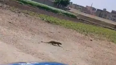 رسميًا.. محافظة الفيوم تحسم الجدل بشأن ظهور النمس في أبشواي