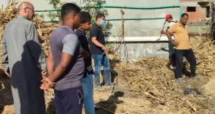 صيادو الثعابين بمنيا القمح: أمسكنا بـ5 أفاعِِ وما زلنا نطارد كوبرا الق