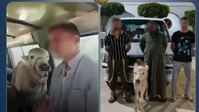 نقل بقرة داخل سيارة أجرة.. ما العقوبات المنتظرة لقائد السيارة؟