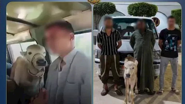 نقل بقرة داخل سيارة أجرة.. ما العقوبات المنتظرة لقائد السيارة؟ | ضي النهار نقل بقرة داخل سيارة أجرة.. ما العقوبات المنتظرة لقائد السيارة؟