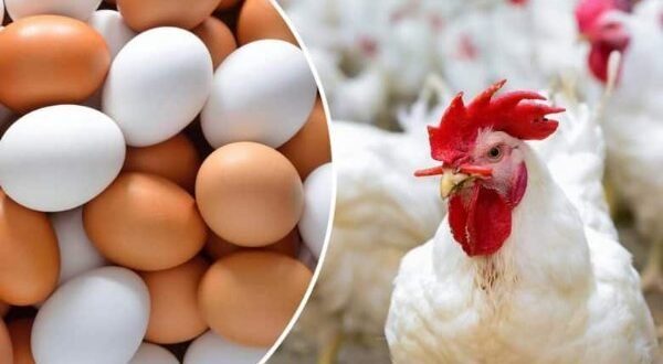 هبوط البانيه.. أسعار الدواجن والبيض اليوم الخميس بالأسواق