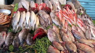 أسعار الأسماك والمأكولات البحرية في سوق العبور اليوم 7-8-2026
