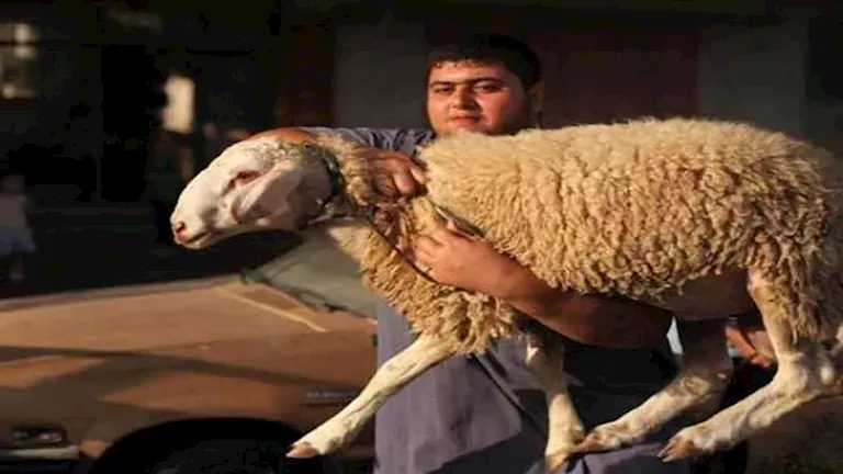 الإفتاء: العقيقة سنة مؤكدة.. وهذا عدد الذبائح للذكر والأنثى