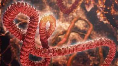 تفشي إيبولا بالكونغو يٌصبح الأكثر فتكًا في تاريخ البلاد