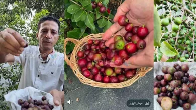 ثمرة فاكهة تُباع بـ 2000 جنيه في الشرقية تجمع بين طعم الفراولة وحجم ا