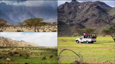 "صحراء تخفي جنة خضراء".. ماذا يحدث فوق قمم "جبل علبة" جنوب شرق مصر؟