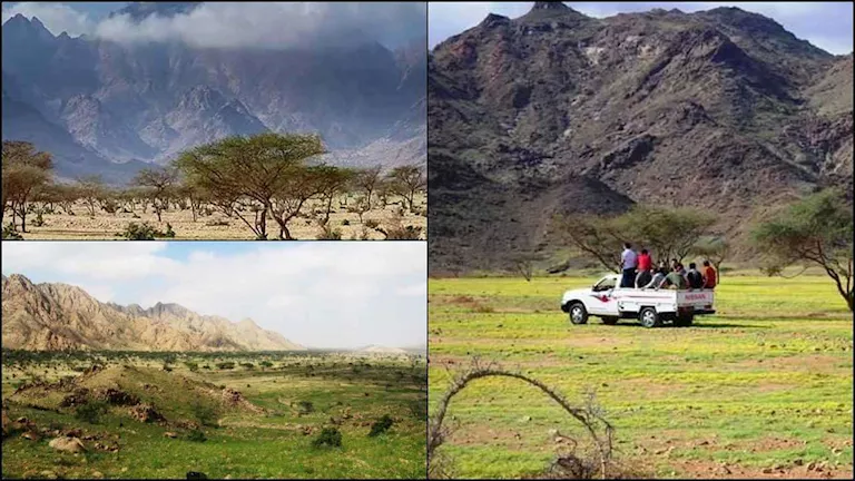 "صحراء تخفي جنة خضراء".. ماذا يحدث فوق قمم "جبل علبة" جنوب شرق مصر؟ | ضي النهار "صحراء تخفي جنة خضراء".. ماذا يحدث فوق قمم "جبل علبة" جنوب شرق مصر؟