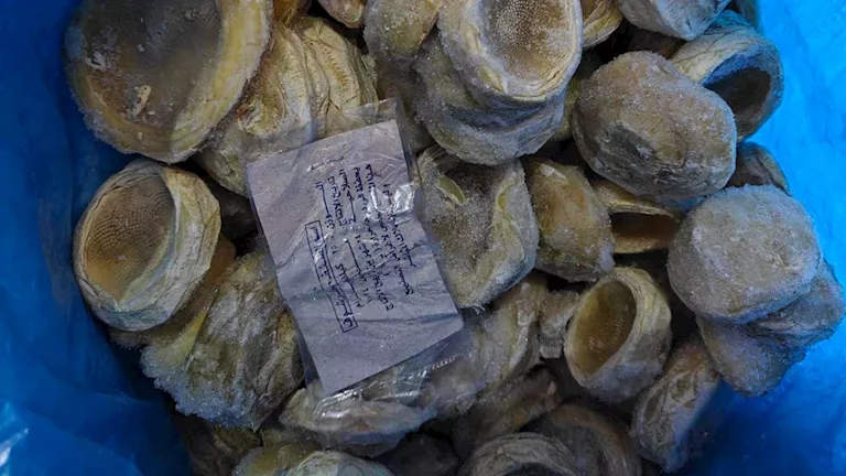 ضبط 30 طن فراولة وخرشوف فاسد في حملة مكبرة بالبحيرة
