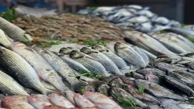 أسعار الأسماك في سوق العبور 24-9-2026.. ارتفاع المكرونة السويسي