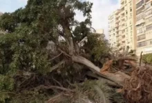 النيابة العامة تأمر باتخاذ إجراءات موسعة في بلاغات "قطع الأشجار"