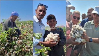 بين فرحة الحصاد وغصة الأسعار.. انطلاق موسم جني القطن بأسيوط