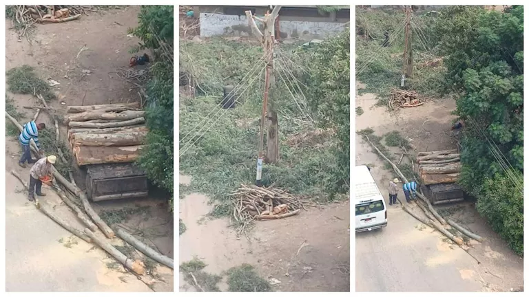 حقيقة فيديو تقطيع أشجار الكافور في قرية جنزور بالمنوفية