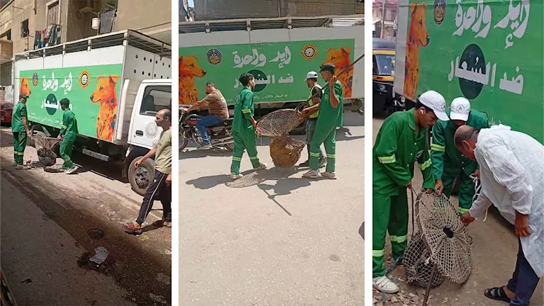 حملات بيطرية في الدقهلية لمجابهة انتشار الكلاب الضالة