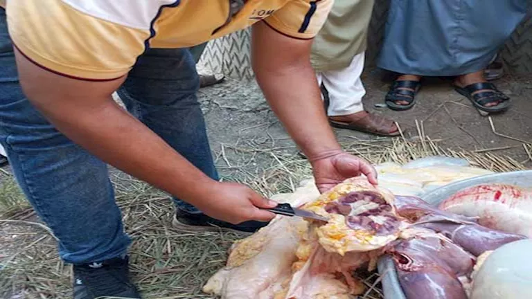 ضبط ذبيحة مصابة بالسل في كفر الشيخ | ضي النهار ضبط ذبيحة مصابة بالسل في كفر الشيخ