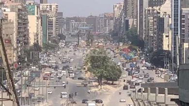 ضوابط قطع الأشجار.. النقل أولًا والقطع للحالات الضرورية