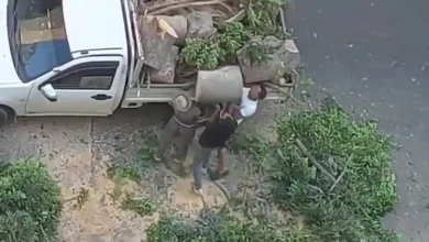 "لا صلة للمحافظة".. تحرك عاجل بعد فيديو قطع أشجار بالإسكندرية (صور)