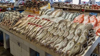 أسعار الأسماك في سوق العبور اليوم 18-10-2026.. ارتفاع البلطي