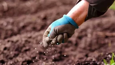 الجبلي: الأسمدة الفوسفاتية تقفز 50% منذ حرب أمريكا وإيران