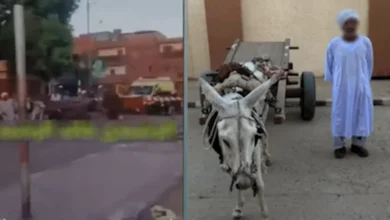 ضبط مزارع وإيداع "حماره" جهة بيطرية بعد تعطيل قطار بأسوان