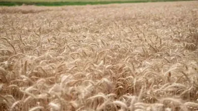 موسم القمح 2027.. "معلومات المناخ" يحدد الموعد المناسب للزراعة